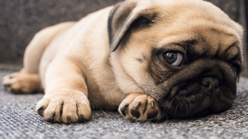 Majoriteten av trubbnosiga hundar drabbas av problem med andningen. Foto: Shutterstock